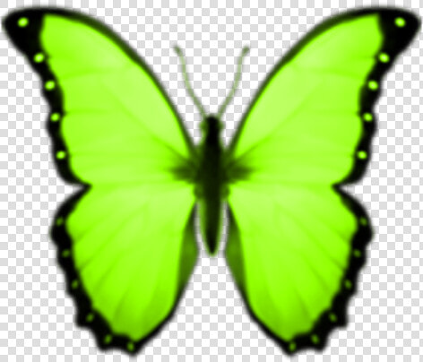  lime  neongreen  green  butterflies  greenbutterfly   Butterfly Emoji Transparent Background  HD Png DownloadTransparent PNG