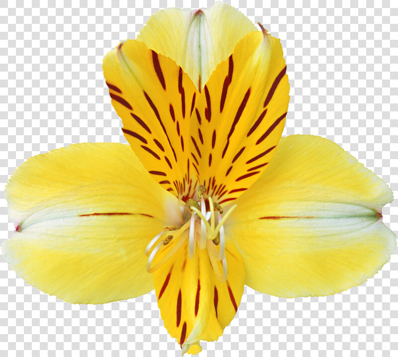 Svg Download   Orchids  HD Png DownloadTransparent PNG