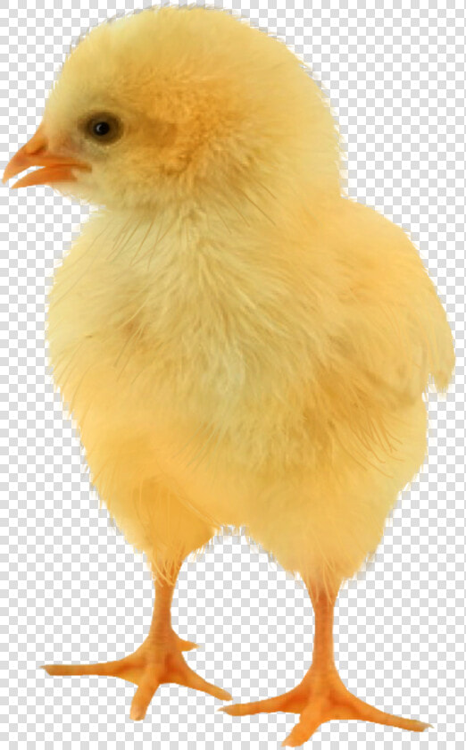 Baby Chicken Png Image   Png Baby Chicken  Transparent PngTransparent PNG