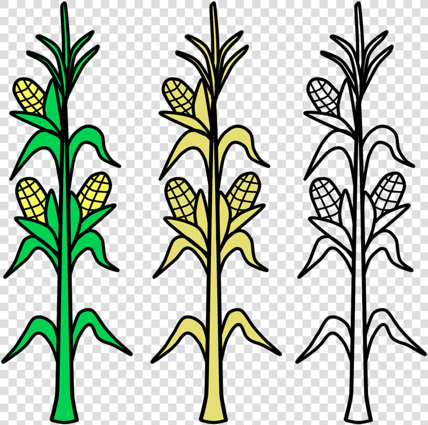 Draw A Corn Stalk  HD Png DownloadTransparent PNG