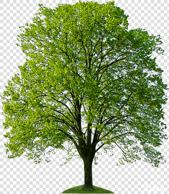 Дерево Png Клипарт   Trees For Photoshop Hd  Transparent PngTransparent PNG