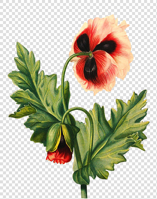 Flower Drawing Poppy   Transparent Background Flower Drawing Png  Png DownloadTransparent PNG