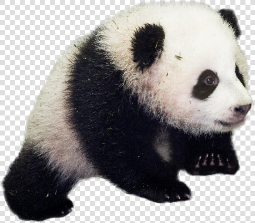 Giant Panda Transparent Background   Good Morning Baby Panda  HD Png DownloadTransparent PNG