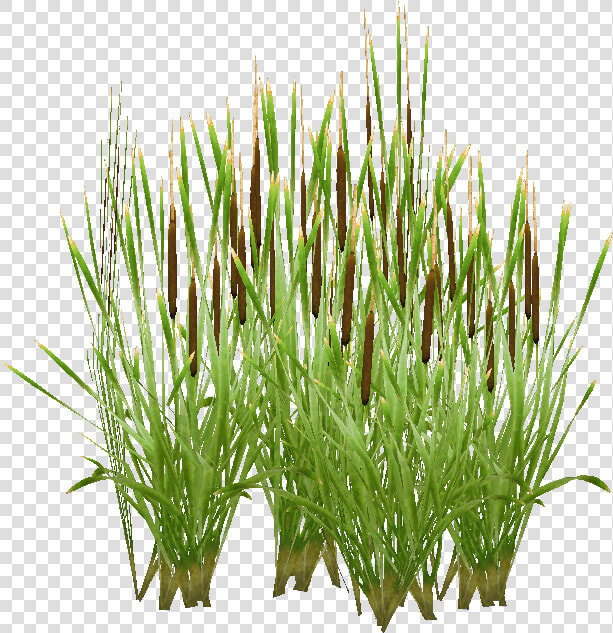 Typha  HD Png DownloadTransparent PNG