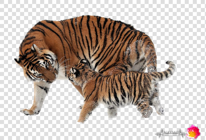 Mnb Yorkshire Terrier Chicho   Amur Tiger Cubs In Wild  HD Png DownloadTransparent PNG