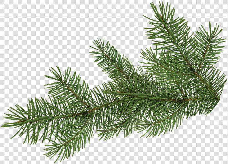 Pine Tree Branch   Pine Tree Branch Png  Transparent PngTransparent PNG