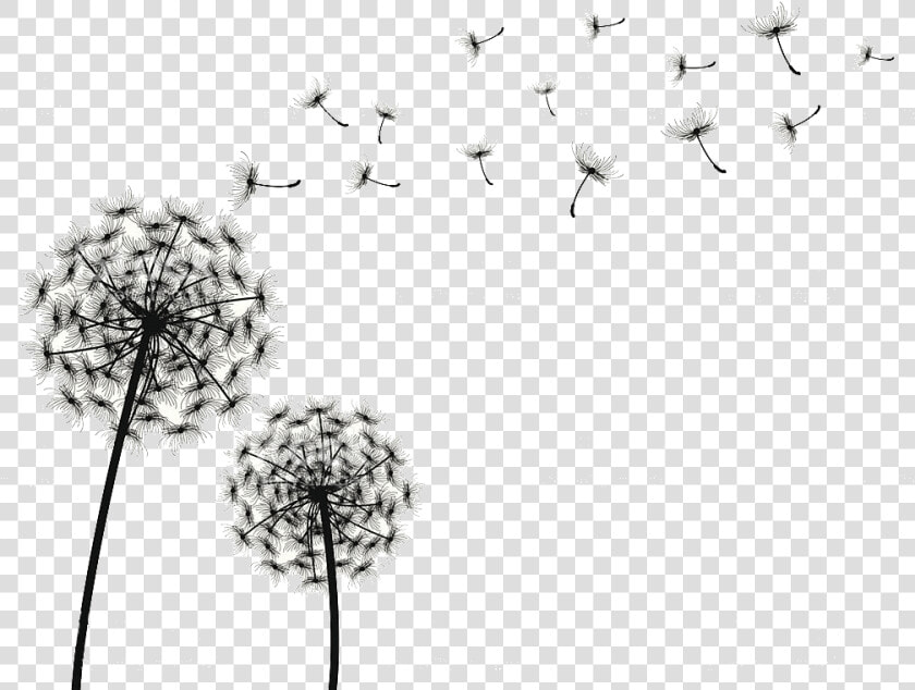 Dandelion Drawing Clip Art   Dandelion Blowing Clip Art  HD Png DownloadTransparent PNG