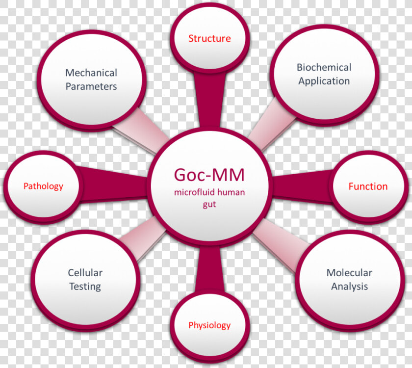 Figure 2 Gut On A Chip   Gut Microbiome Function  HD Png DownloadTransparent PNG