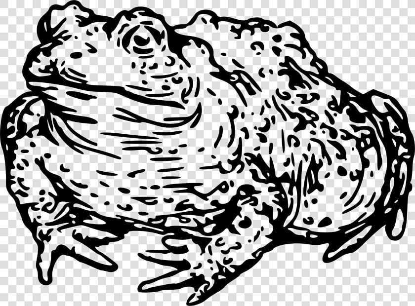 Warty Toad Clip Arts   Toad Head Clipart Black And White  HD Png DownloadTransparent PNG