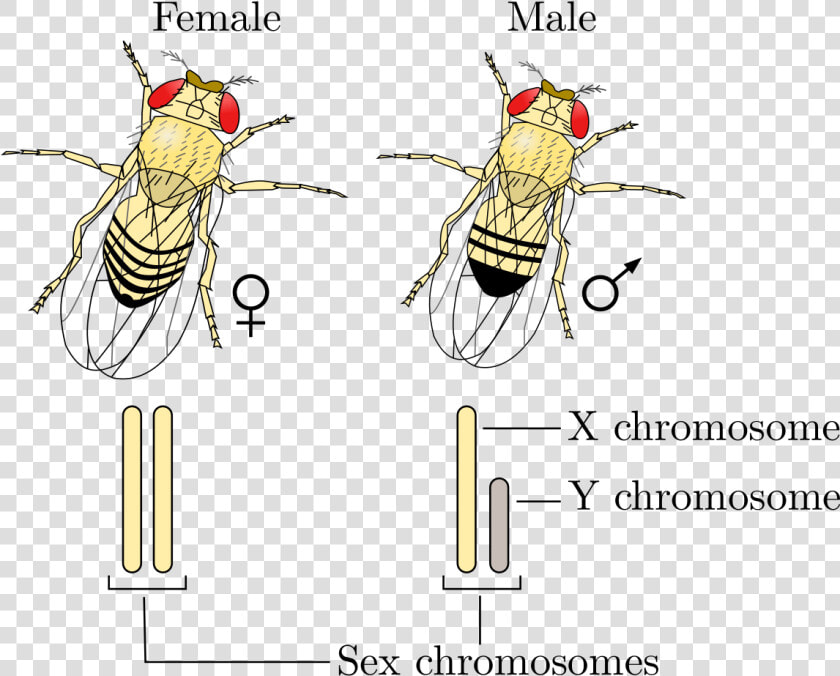 Drosophila Gynandromorph  HD Png DownloadTransparent PNG