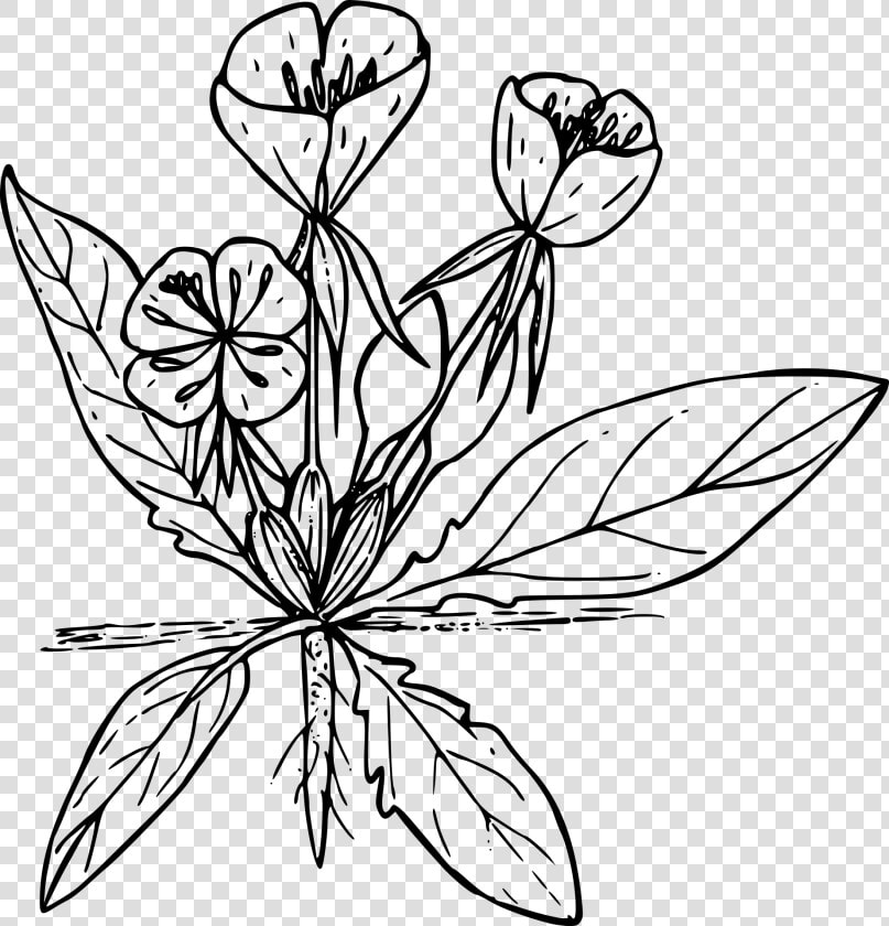 Black And White Drawing Of A Wild Flower Free Image   Line Drawn Wildflowers Png  Transparent PngTransparent PNG