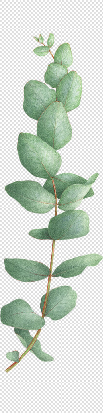 Eucalyptus Tree Png   Eucalyptus Tattoo  Transparent PngTransparent PNG