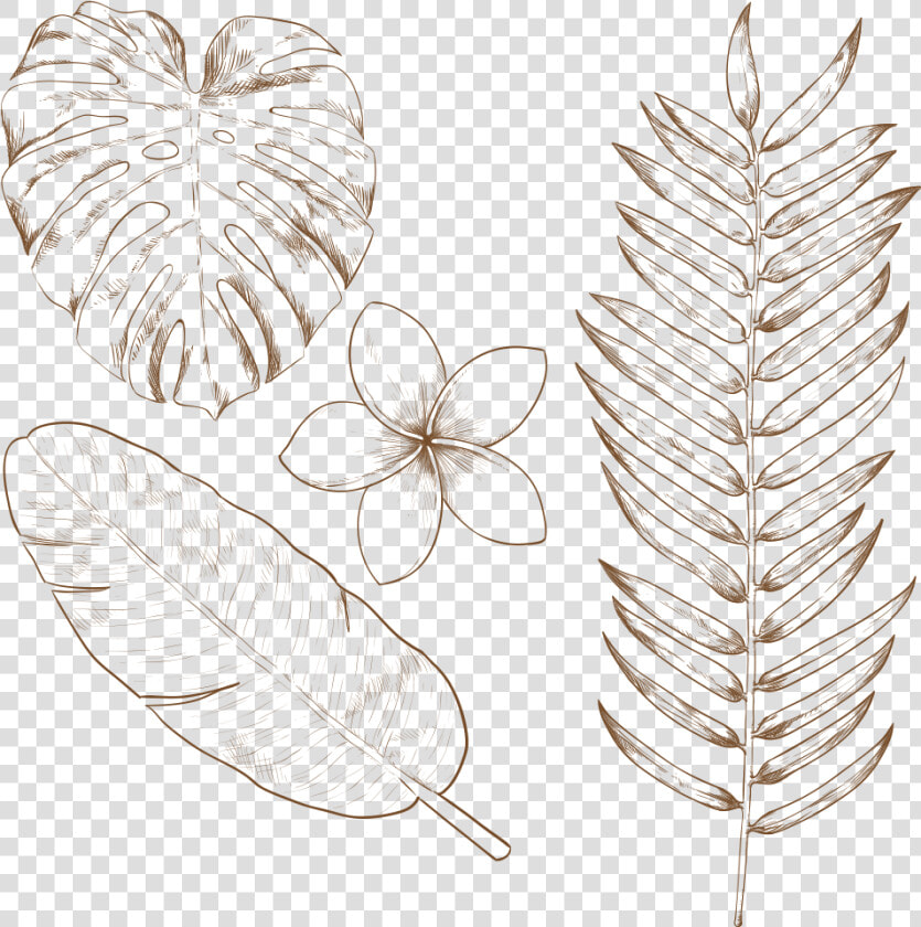 Transparent Tropical Plant Png   Hand Drawn Tropical Leaves  Png DownloadTransparent PNG