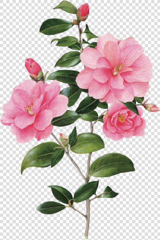  flower  spring  overlay  edits  edit  pink  kpopedit   Botanical Art  HD Png DownloadTransparent PNG