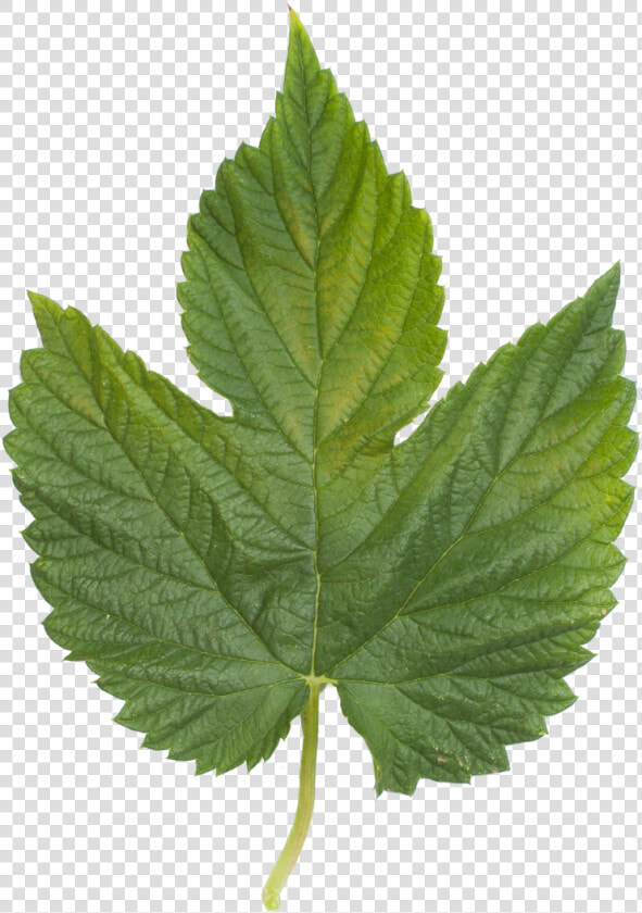 English Sycamore Tree Leaf  HD Png DownloadTransparent PNG