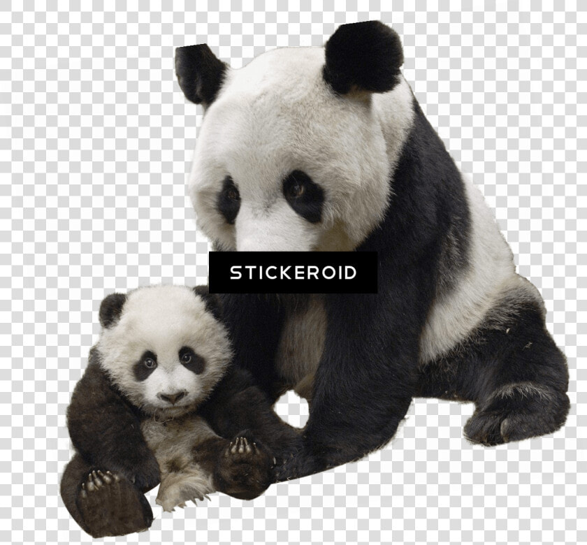 Panda And Baby   Giant Panda Transparent Png  Png DownloadTransparent PNG