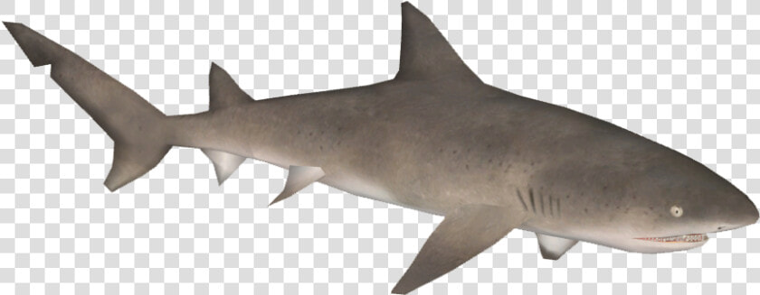 Hungry Shark Fanon Wiki   Sand Tiger Shark  HD Png DownloadTransparent PNG