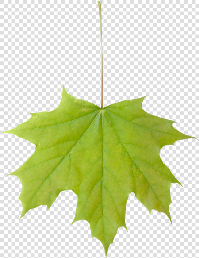 Vegetation Leaf Maple 01  HD Png DownloadTransparent PNG