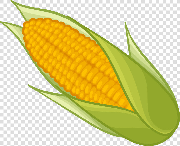 Corn Png Transparent Images Png Only   Transparent Background Corn Clipart  Png DownloadTransparent PNG