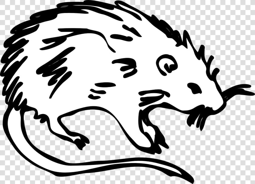 Rat  Animal  Rodent  Mouse  Cute  White  Pest  Tail   Cartoon The Black Death Rats  HD Png DownloadTransparent PNG