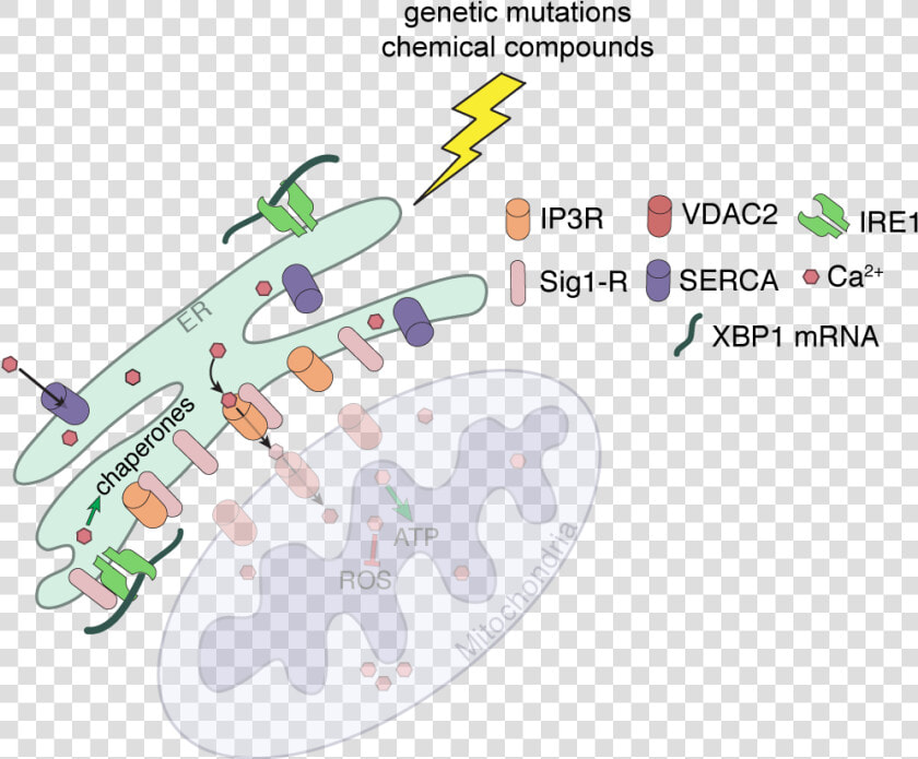 Cell Stress Assay Kit  HD Png DownloadTransparent PNG