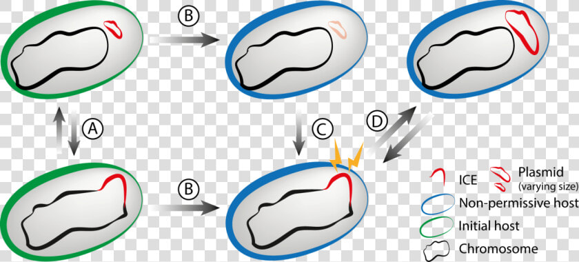 I Did My Phd In Eduardo Rocha S Lab Working On The   Cartoon  HD Png DownloadTransparent PNG