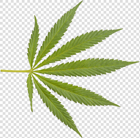 Marijuana Closeup Weed Png   Weed Leaf Transparent Background  Png DownloadTransparent PNG