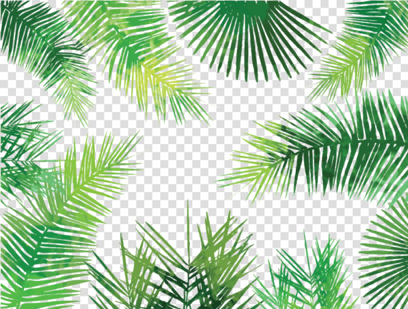 Asian Palmyra Palm Arecaceae Palm leaf Manuscript Tree   Palm Leaves Pattern Png  Transparent PngTransparent PNG