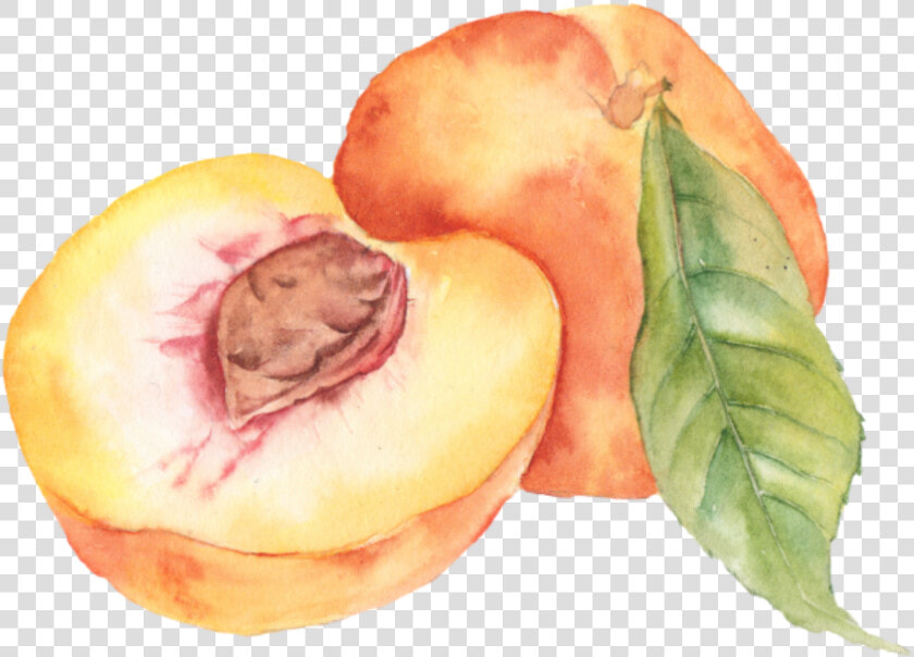  peach  aesthetic  tumblr  soft  overlay  frame   Watercolor Peaches Clip Art  HD Png DownloadTransparent PNG