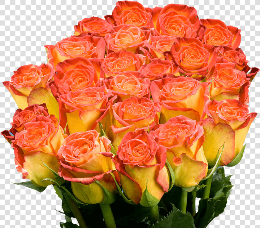 Floribunda  HD Png DownloadTransparent PNG