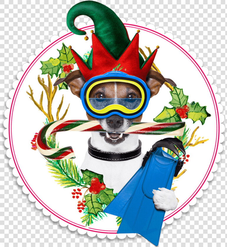 Hatfield Mccoy Christmas Disaster Dinner Feud Show   Dog  HD Png DownloadTransparent PNG