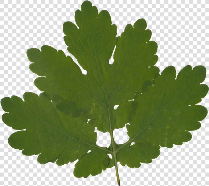 Gambel Oak  HD Png DownloadTransparent PNG