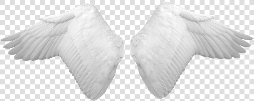 White Wings   Angel Wings Psd  HD Png DownloadTransparent PNG