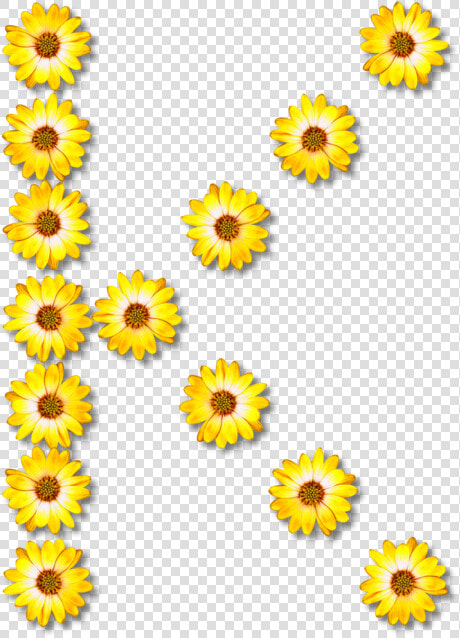 Sunflower Seed chrysanths plant   Common Daisy Flower  HD Png DownloadTransparent PNG