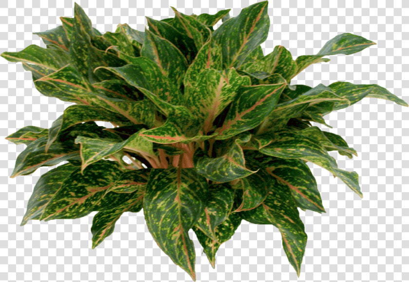 Houseplant  HD Png DownloadTransparent PNG