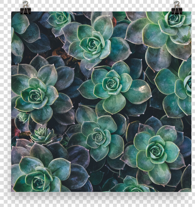 Transparent Succulents Png  Png DownloadTransparent PNG