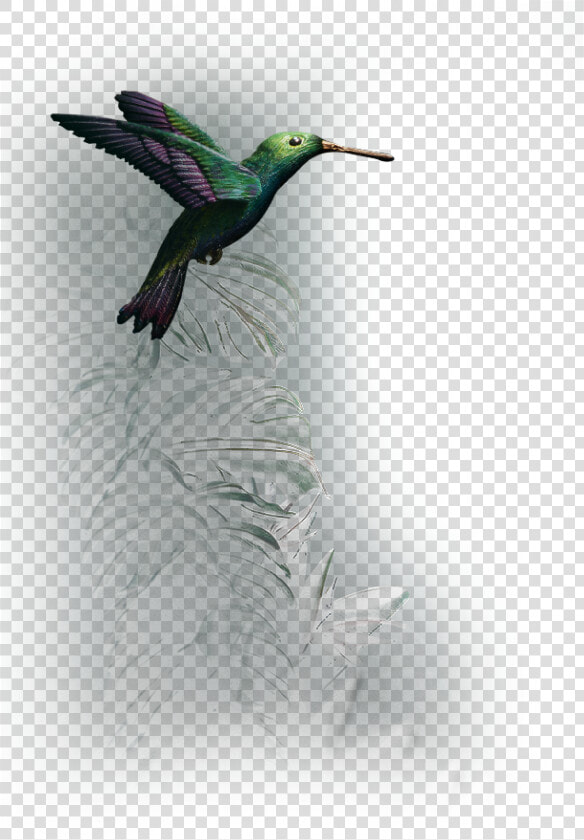 Transparent Single Peacock Feathers Png   Ruby throated Hummingbird  Png DownloadTransparent PNG