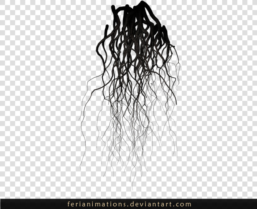 Graphic Royalty Free Download Roots Transparent Plant   Transparent Background Roots Clipart  HD Png DownloadTransparent PNG