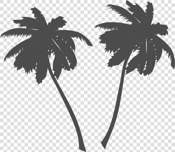 Transparent Plam Tree Clipart   Palm Trees Vector Png  Png DownloadTransparent PNG