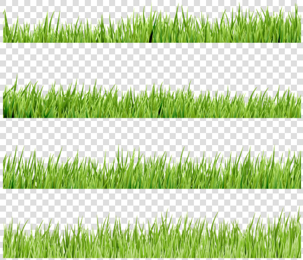 Флора  Зеленая Трава  Green Grass  Grünes Gras  Flore    Lawn  HD Png DownloadTransparent PNG