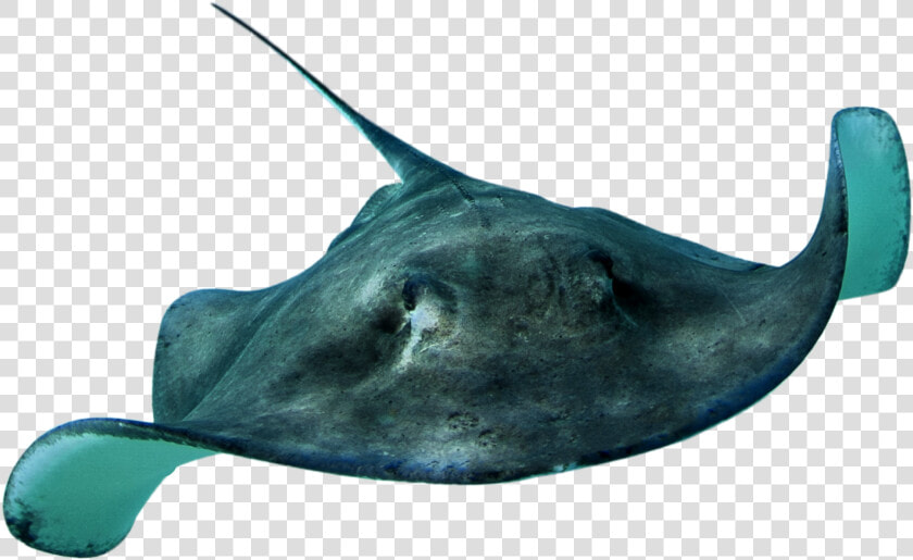 Stingray Png Hd Transparent Stingray Hd Images   Stingray Png  Png DownloadTransparent PNG