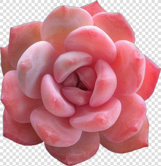  roses  floral  tumblraesthetic  roseaesthetic  aesthetic   Types Of Pink Succulents  HD Png DownloadTransparent PNG