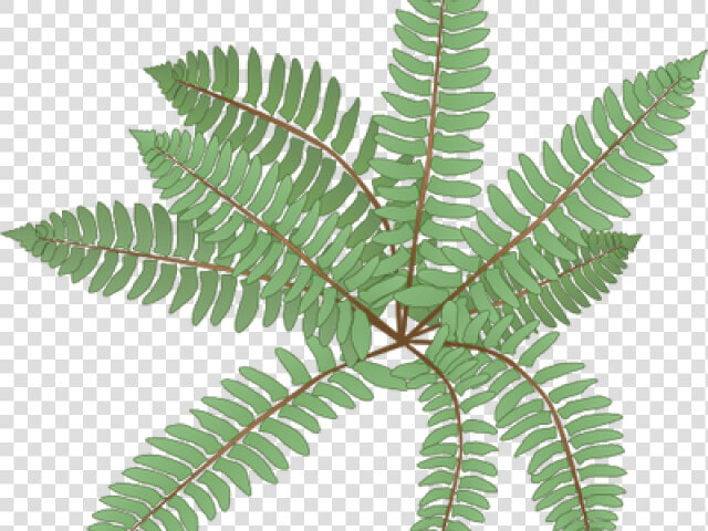 Transparent Ferns Clipart   Fern  HD Png DownloadTransparent PNG