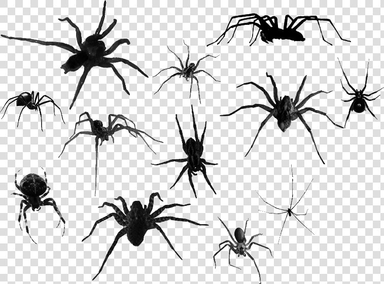  spiders  spider  creepy  tumblr  goth  freetoedit   Transparent Spiders  HD Png DownloadTransparent PNG