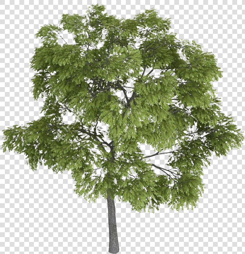 Tree Tree Tops  Trees Top View  Landscape Sketch  Landscape   Tree Facade Png  Transparent PngTransparent PNG