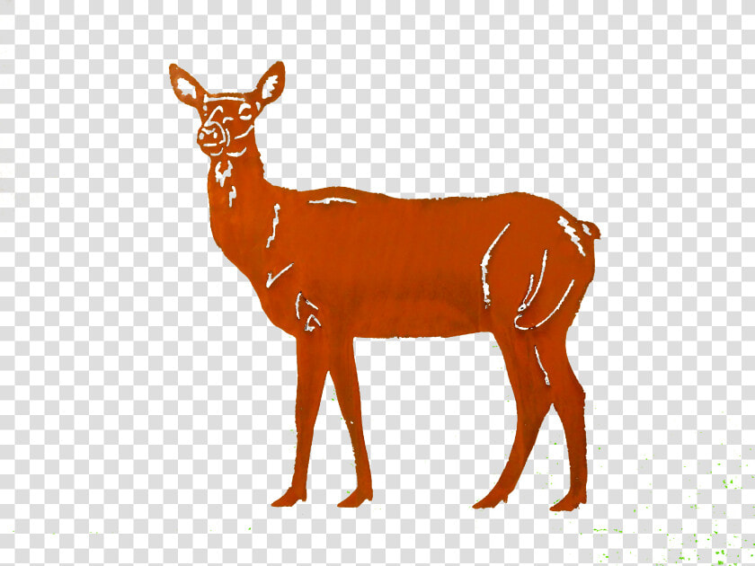 Doe Small Larger Image   White tailed Deer  HD Png DownloadTransparent PNG