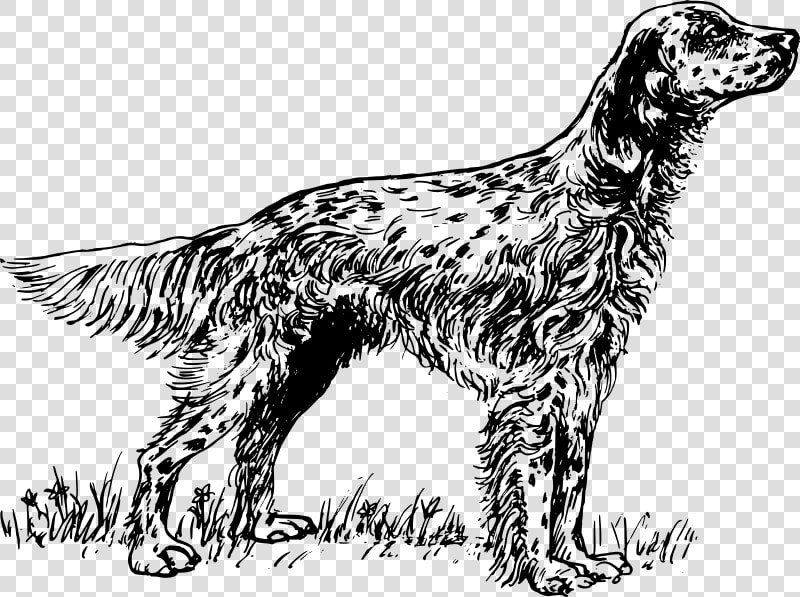 English Setter Coloring Pages  HD Png DownloadTransparent PNG