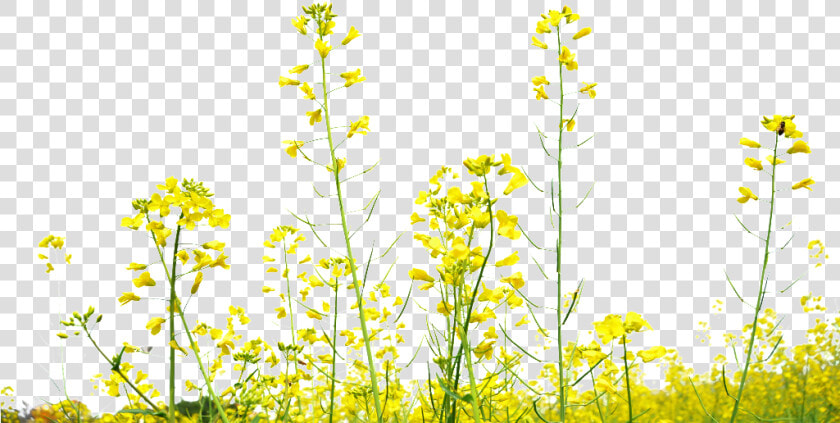 Rapeseed Flower Field Transparent Decoration Under   Yellow Flower Field Png  Png DownloadTransparent PNG