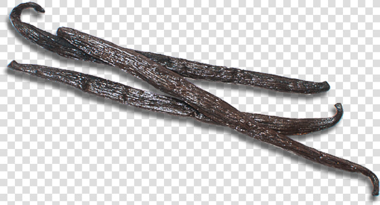 Product   Twig  HD Png DownloadTransparent PNG