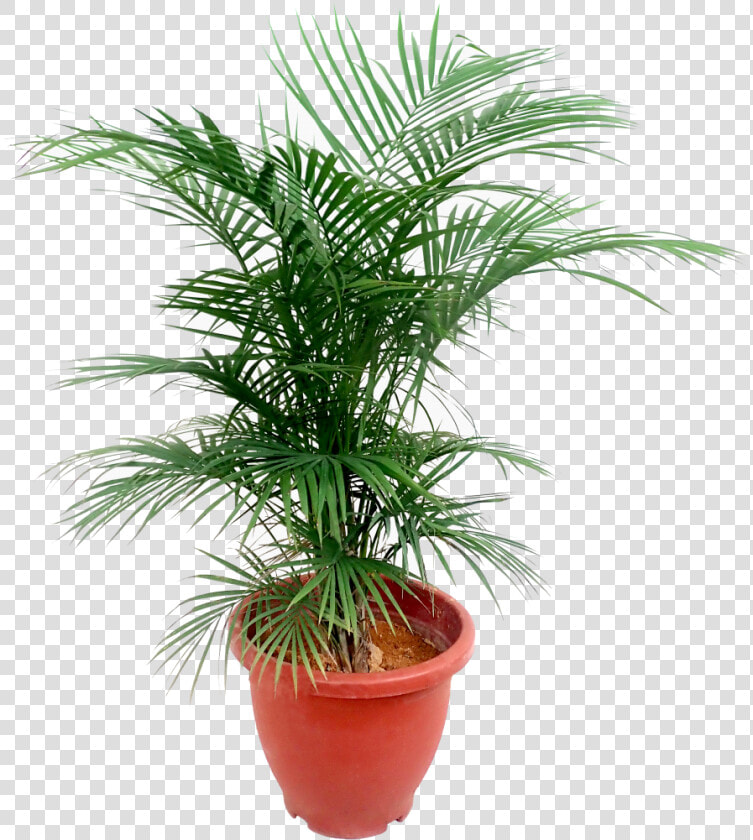 Java Palm Scientific Name  HD Png DownloadTransparent PNG